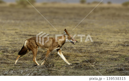 Rare endangered Ethiopian wolf running in high-altitude grasslands of Ethiopian Highlands Rare endangered Ethiopian wolf running in high-altitude grasslands of Ethiopian Highlands 139538315