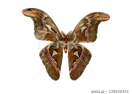 Large brown Atlas moth with beautiful wing patterns isolated on white, top view. 139538353