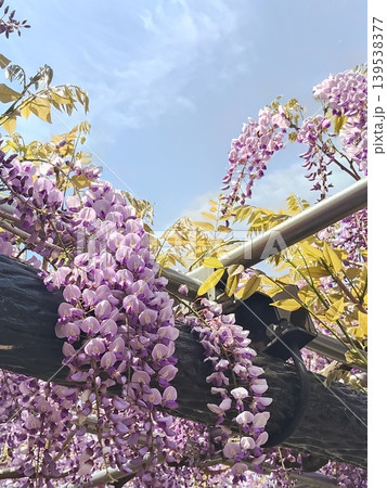 青空に映える藤の花 青空に映える藤の花 139538377