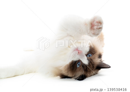 fluffy ragdoll cat with blue eyes isolated fluffy ragdoll cat with blue eyes isolated 139538416