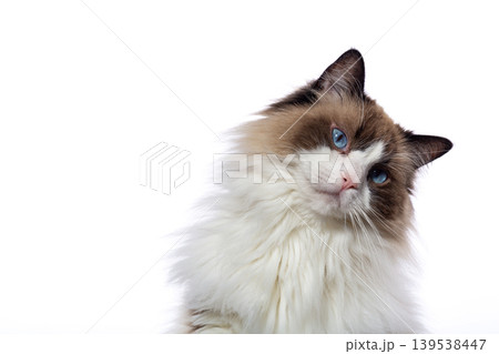 fluffy ragdoll cat portrait with blue eyes 139538447