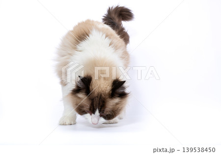 full length ragdoll cat sniffing in studio 139538450