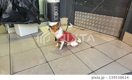 Small dog in red jacket sitting on tiled floor near storefront for pet lifestyle scene and candid street background 139538614