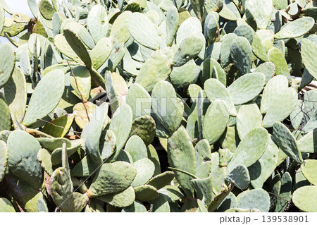 Dense cluster of prickly pear cactus pads under bright sunlight 139538901