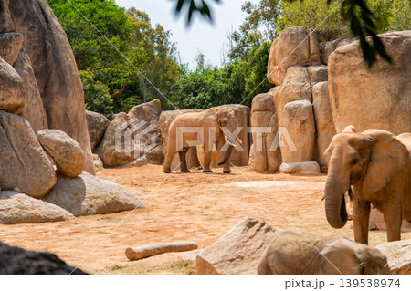 African Elephant Standing Among Large Rock Formations 139538974