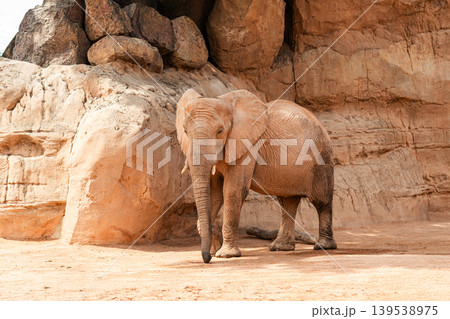 African Elephant Standing Among Large Rock Formations 139538975