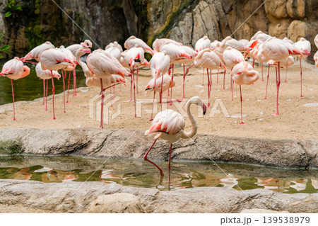 Flock of Pink Flamingos Resting by the Water's Edge Flock of Pink Flamingos Resting by the Water's Edge 139538979