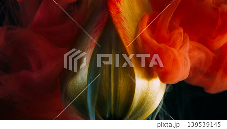 Nature paint. Cloud ink. Defocused yellow red orange color water petals texture tulip flower bud plant on abstract dark black background. 139539145