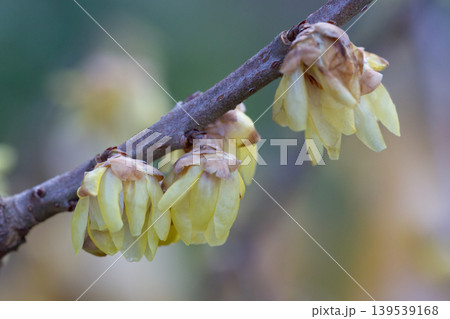 Chimonanthus praecox blooming in the park. A delicate yellow flower on a branch blooms in winter, close-up. Chimonanthus praecox blooming in the park. A delicate yellow flower on a branch blooms in winter, close-up. 139539168