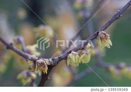 Chimonanthus praecox blooming in the park. A delicate yellow flower on a branch blooms in winter, close-up. Chimonanthus praecox blooming in the park. A delicate yellow flower on a branch blooms in winter, close-up. 139539169