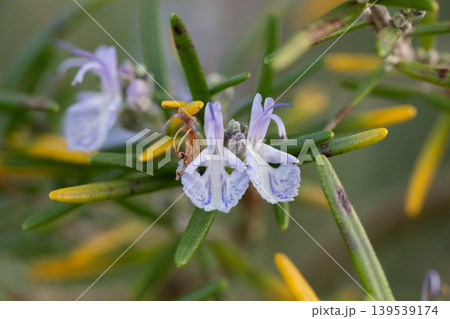 Rosmarinus officinalis Benenden Blue ; rosemary, evergreen shrub with blue blossoms Rosmarinus officinalis Benenden Blue ; rosemary, evergreen shrub with blue blossoms 139539174