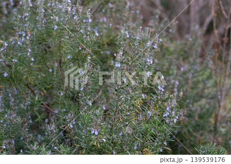 Rosemary herb branch with purple flower Rosemary herb branch with purple flower 139539176
