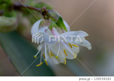 macro closeup beautiful white yellow blooming Lonicera fragrantissima, winter honeysuckle sweet breath spring January, jasmine flower branch a climbing plant 139539183