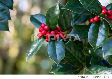 Winterberry Holly twig, Ilex aquifolium, red berries and green leaves close up. Winterberry Holly twig, Ilex aquifolium, red berries and green leaves close up. 139539185