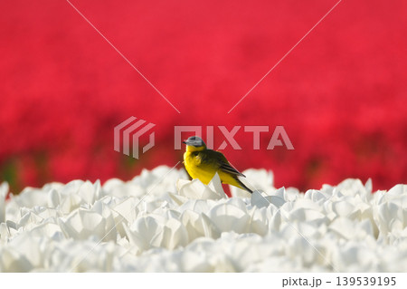 Western yellow wagtail bird sitting on a tulip in a blooming field.  139539195