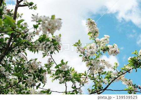 Blooming Apple Tree (Malus domestica), white spring flowers, blue sky background 139539525