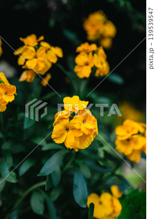 Golden Wallflower Bloom (Erysimum cheiri) in Soft focus, summer yellow floral background 139539547