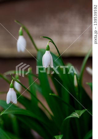 Spring flower background. Dark and moody. Tiny first snowdrop white flower macro photo 139539592