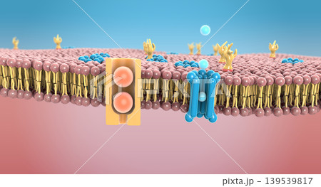 Protein channels in the lipid bilayer on human cell membrane - 3d illustration Protein channels in the lipid bilayer on human cell membrane - 3d illustration 139539817