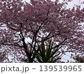 紅梅 139539965