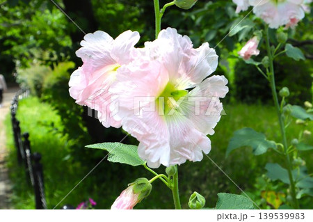 スイフヨウの花 スイフヨウの花 139539983
