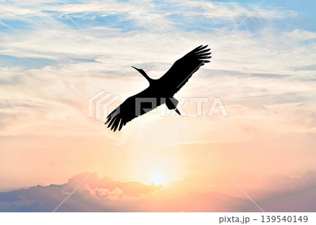 A white stork flying in its natural habitat under an orange sunset sky above the Vallcalent Wildlife Center in Lleida, Catalonia, Spain. A white stork flying in its natural habitat under an orange sunset sky above the Vallcalent Wildlife Center in Lleida, Catalonia, Spain. 139540149