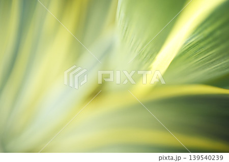 Close-up view of green and yellow tropical plant leaves with soft focus, showcasing the intricate textures and patterns of the foliage in a natural setting Close-up view of green and yellow tropical plant leaves with soft focus, showcasing the intricate textures and patterns of the foliage in a natural setting 139540239