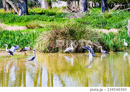 Storks drinking and cooling off in a natural habitat at the Vallcalent Wildlife Center in Lleida, Catalonia, Spain Storks drinking and cooling off in a natural habitat at the Vallcalent Wildlife Center in Lleida, Catalonia, Spain 139540393