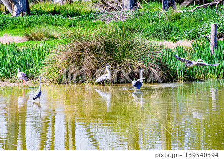 Storks drinking and cooling off in a natural habitat at the Vallcalent Wildlife Center in Lleida, Catalonia, Spain 139540394