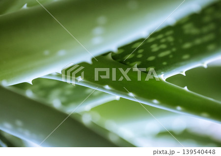 Close-up view of green aloe vera plant leaves showcasing texture and natural patterns with sharp edges and light reflections in a soft-focus background Close-up view of green aloe vera plant leaves showcasing texture and natural patterns with sharp edges and light reflections in a soft-focus background 139540448