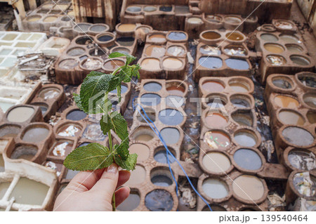 Hand holding fresh mint leaves above a traditional dyeing workshop with large vats of colorful dye in various shades and textures visible in the background Hand holding fresh mint leaves above a traditional dyeing workshop with large vats of colorful dye in various shades and textures visible in the background 139540464