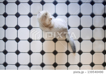 Domestic cat with soft fur, sitting gracefully on a patterned black and white tiled floor, showcasing its elegant posture and serene environment Domestic cat with soft fur, sitting gracefully on a patterned black and white tiled floor, showcasing its elegant posture and serene environment 139540490