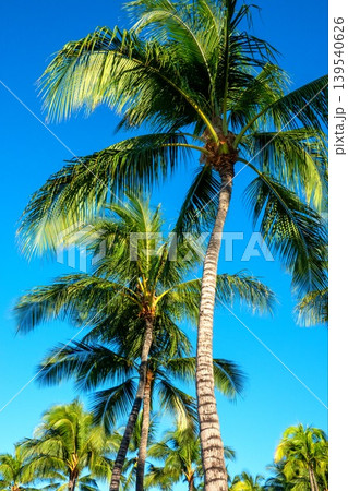 Towering Tropical Palm Trees Reaching Into Brilliant Blue Summer Sky Above Towering Tropical Palm Trees Reaching Into Brilliant Blue Summer Sky Above 139540626