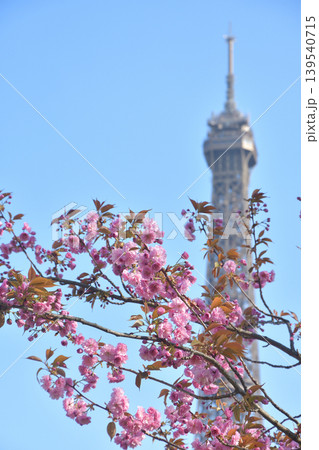 パリ・トロカデロ広場に咲く桜 春のフランス風景(2026年3月22日) パリ・トロカデロ広場に咲く桜 春のフランス風景(2026年3月22日) 139540715