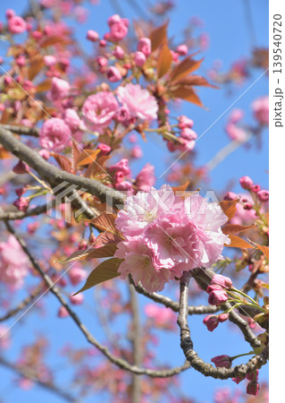 パリ・トロカデロ広場に咲く桜 春のフランス風景(2026年3月22日) パリ・トロカデロ広場に咲く桜 春のフランス風景(2026年3月22日) 139540720