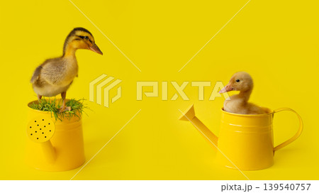 banner two small duckling one stands, other sits in metal watering can with grass on yellow background, selective focus banner two small duckling one stands, other sits in metal watering can with grass on yellow background, selective focus 139540757
