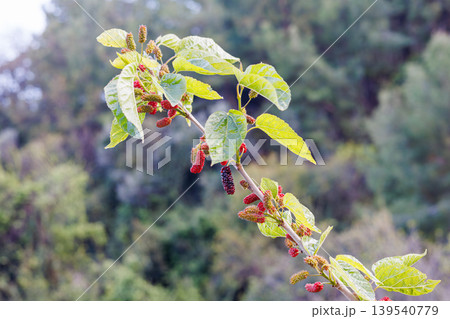 Fresh red and black mulberry fruits growing on tree branches Fresh red and black mulberry fruits growing on tree branches 139540779