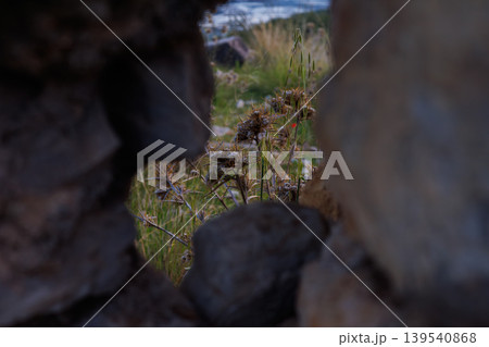 Dry thistle plants viewed through a rocky stone opening at dusk 139540868