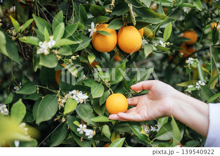 Hand reaching for ripe orange fruit among lush green leaves and delicate white blossoms, showcasing the beauty of nature and the joy of harvesting fresh produce Hand reaching for ripe orange fruit among lush green leaves and delicate white blossoms, showcasing the beauty of nature and the joy of harvesting fresh produce 139540922