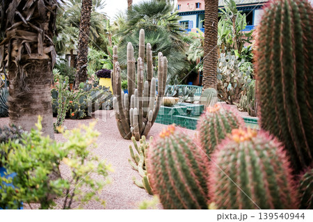 15 April 2025: Marrakech, Morocco. View on colorful wall of mansion and potted plants in Majorelle garden 139540944