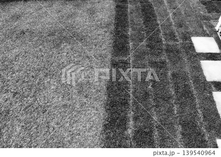 左側に古い芝生 右側に新しい芝生を張り目土を撒いた庭「白黒」 左側に古い芝生 右側に新しい芝生を張り目土を撒いた庭「白黒」 139540964