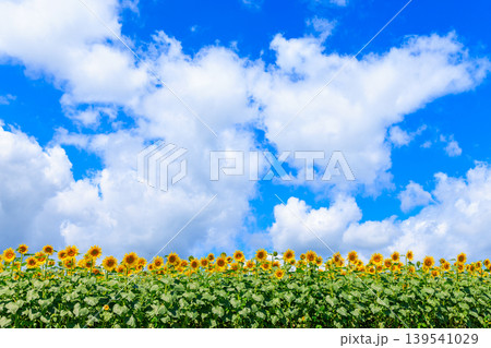 青空とひまわり畑 139541029