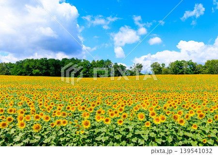 青空とひまわり畑 青空とひまわり畑 139541032