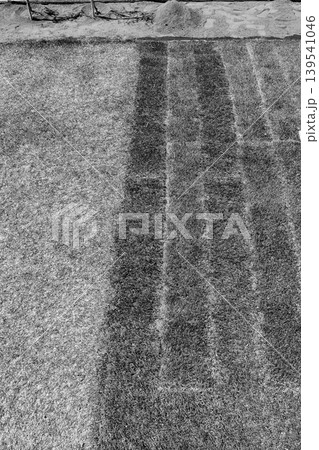 左側に古い芝生 右側に新しい芝生を張り目土を撒いた庭「白黒」 左側に古い芝生 右側に新しい芝生を張り目土を撒いた庭「白黒」 139541046