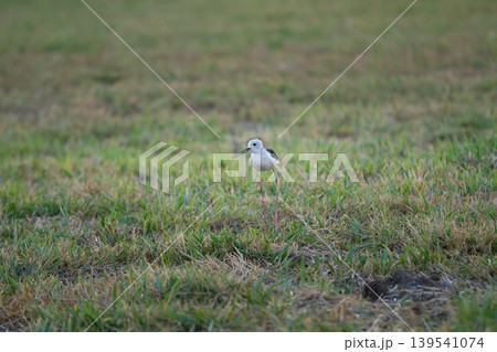 Slender long-legged shorebird resting in a grassy meadow with soft natural background and minimal composition, ideal for wildlife, ecology, and outdoor themes. 139541074