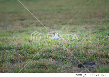 Wild shorebird with slender pink legs standing quietly in open grassy terrain with soft blurred background, perfect for ecology, wildlife, and nature concepts. Wild shorebird with slender pink legs standing quietly in open grassy terrain with soft blurred background, perfect for ecology, wildlife, and nature concepts. 139541075