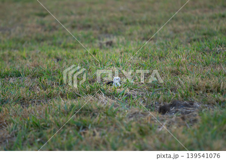 Tiny marsh bird blending into textured grass field with natural camouflage and soft focus background, suitable for wildlife, habitat, and environmental themes. 139541076