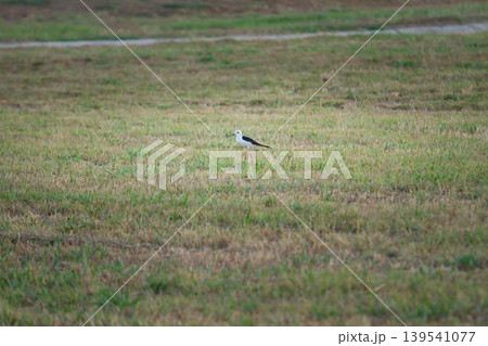 Long legged marsh bird moving through grassy terrain in natural daylight with spacious composition, suitable for wildlife, ecology, and outdoor nature concepts. Long legged marsh bird moving through grassy terrain in natural daylight with spacious composition, suitable for wildlife, ecology, and outdoor nature concepts. 139541077