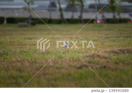 Minimal wildlife scene featuring a slender marsh bird surrounded by dry grass and soft blurred city elements, ideal for environmental and outdoor themes. Minimal wildlife scene featuring a slender marsh bird surrounded by dry grass and soft blurred city elements, ideal for environmental and outdoor themes. 139541080