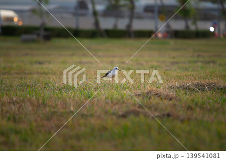 Small wading bird with long pink legs in a grassy field near blurred city surroundings during soft evening light, suitable for wildlife and outdoor themes. 139541081